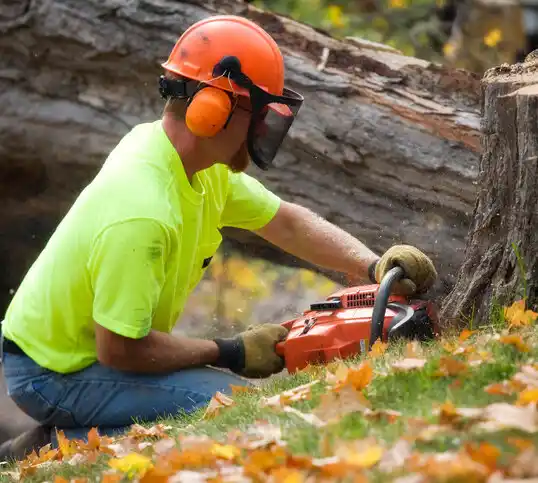 tree services Scotchtown